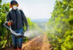 A Comissão Europeia está a planear estabelecer uma meta de redução em 50% nos pesticidas, vinculativa ao nível europeu, até 2030.
