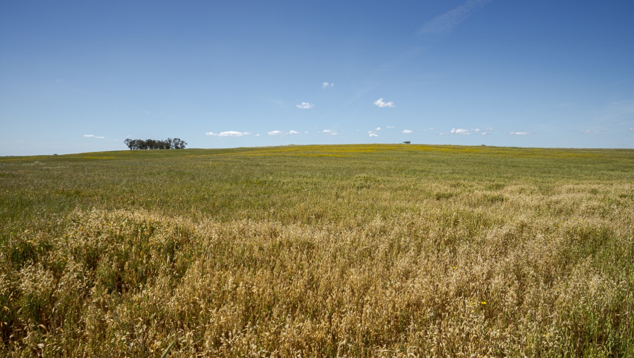 A Política Agrícola Comum estabelece dez objetivos específicos. Um deles é parar e reverter a perda de biodiversidade.