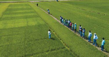 Lusosem e Corteva disponibilizam dois novos herbicidas para a cultura do arroz