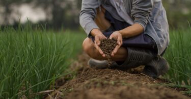 Em condições otimizadas, um estudo sugere que quase metade dos terrenos agrícolas poderiam ser utilizados para combater a crise climática.