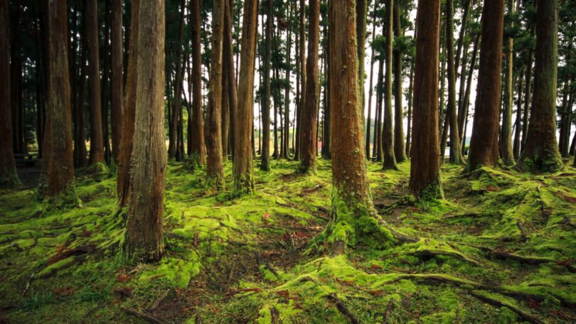 A Zero e o Centro Pinus alertam que “financiamento público em floresta é insuficiente e não chega aos territórios onde risco de incêndio é elevado”.