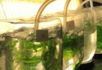 Estudo: Água residual da indústria alimentar dão impulso ao cultivo de algas