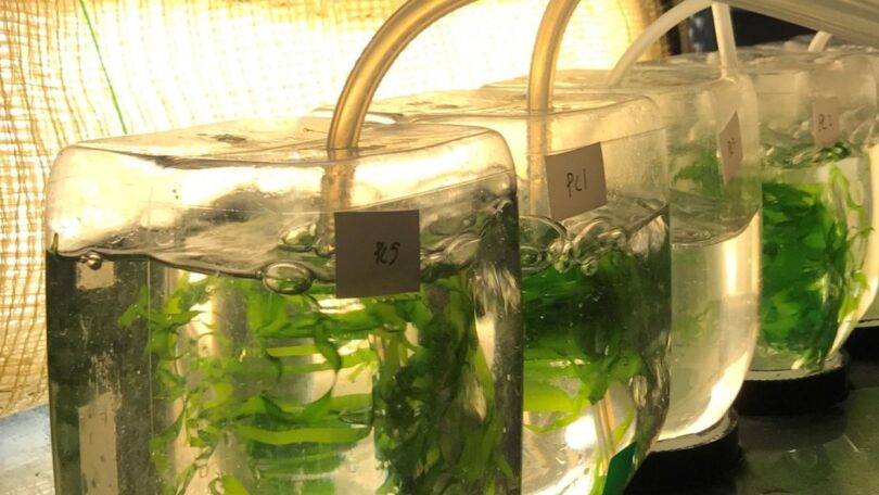 Estudo: Água residual da indústria alimentar dão impulso ao cultivo de algas