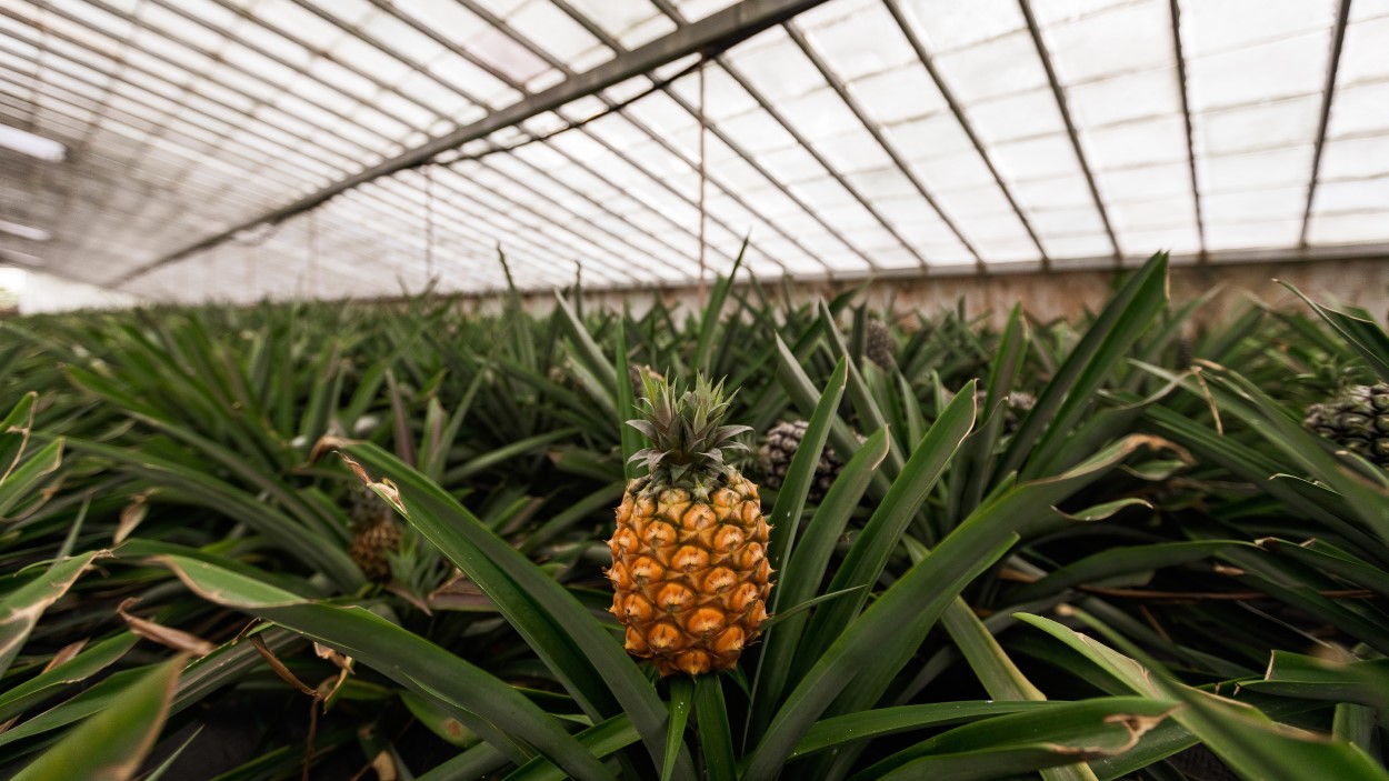 Mercadona adquiriu 500 milhões de euros de produção nacional em 2021