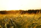 Projeto Co-CerealValue transforma excedentes de cereais em novos produtos