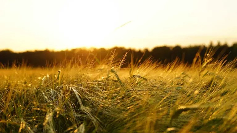 Projeto Co-CerealValue transforma excedentes de cereais em novos produtos