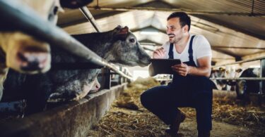 Comissão Europeia quer ‘apertar’ leis para pecuária mas agricultores estão contra