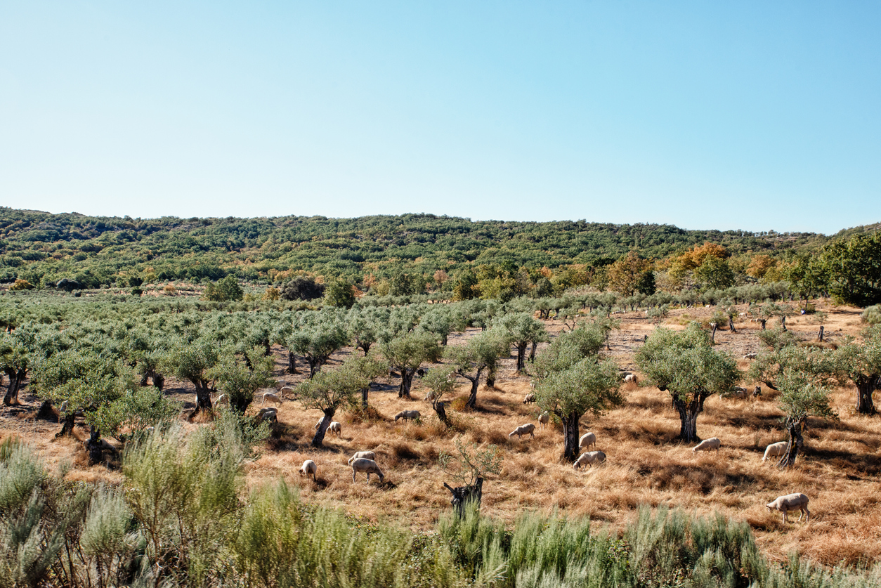 Cereais são a quarta cultura agrícola com maior produção em Portugal