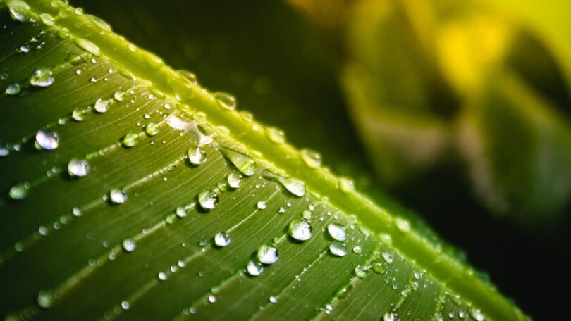 PortuMinistra revela que chuvas já permitem planeamento de culturas de outono/invernogal sai de situação de seca extrema com chuvas de março