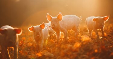Produção global de carne de porco deverá recuperar totalmente até 2023