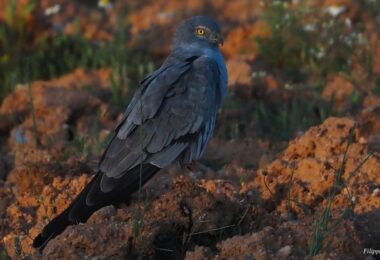 “Searas com Biodiversidade: Salvemos a águia-caçadeira” junta CPC e ANPOC