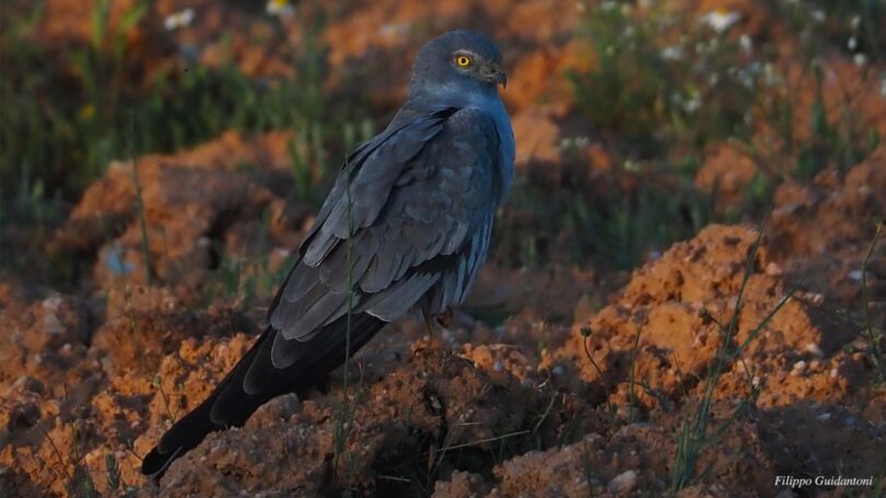 “Searas com Biodiversidade: Salvemos a águia-caçadeira” junta CPC e ANPOC