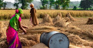 Índia – O novo problema para o trigo mundial