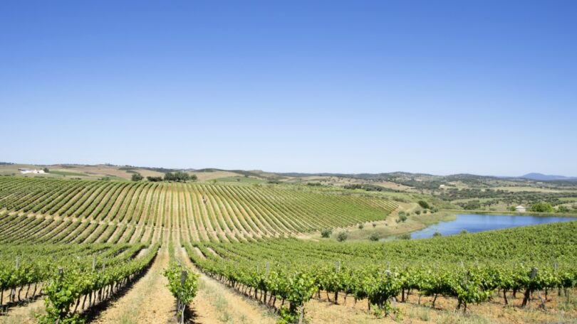 Portugal é o quinto país da UE com maior número de vinhas em 2020