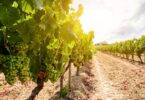 Vinhos portugueses: Exportações crescem 2,48% no primeiro trimestre de 2022