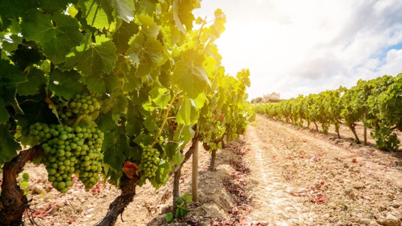 Vinhos portugueses: Exportações crescem 2,48% no primeiro trimestre de 2022