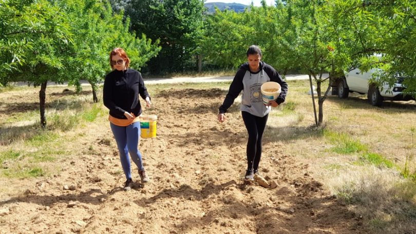 Projeto VALMEDALM quer potenciar o amendoal na região do Mediterrâneo