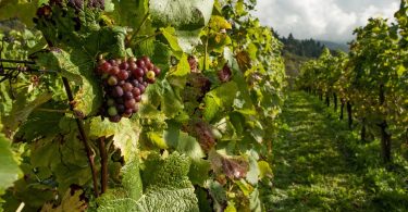 Sogrape desenvolve plataforma de previsões climáticas para o setor do vinho