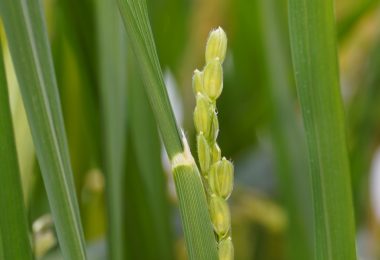 Investigadores da NOVA decifram influência da luz na floração do arroz
