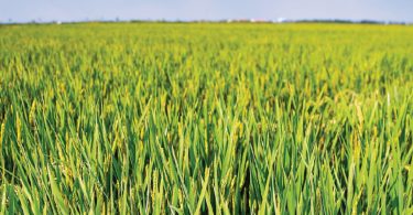 PROBLAD obtém autorização para piriculariose no arroz