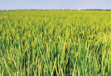 PROBLAD obtém autorização para piriculariose no arroz