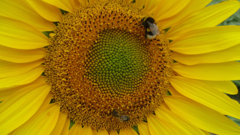 Estudo: Bordaduras florais promovem produtividade do girassol e polinizadores