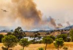 Governo vai apoiar agricultores afetados por incêndios com 500 mil euros