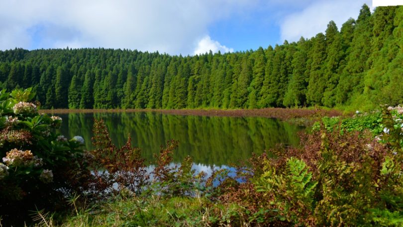 Estratégia para a Floresta foi aprovada pela Comissão de Agricultura do Parlamento Europeu