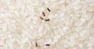 Prevenção de infestações e contaminações microbiológicas no armazenamento do arroz