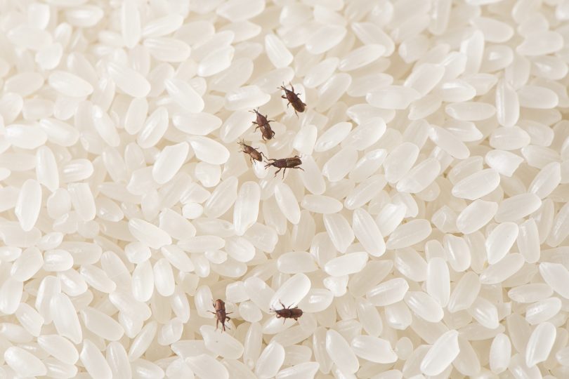 Prevenção de infestações e contaminações microbiológicas no armazenamento do arroz