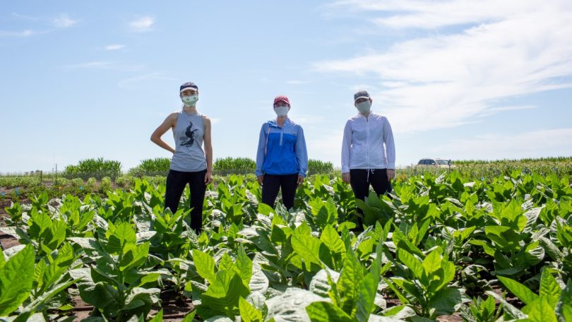 Investigação internacional mostra caminho para melhorar eficiência da água nas plantas