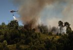 Ministério da Agricultura poderá alargar apoio a agricultores afetados por incêndios