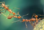 Estudo: Formigas podem ser melhores que pesticidas para colheitas mais saudáveis