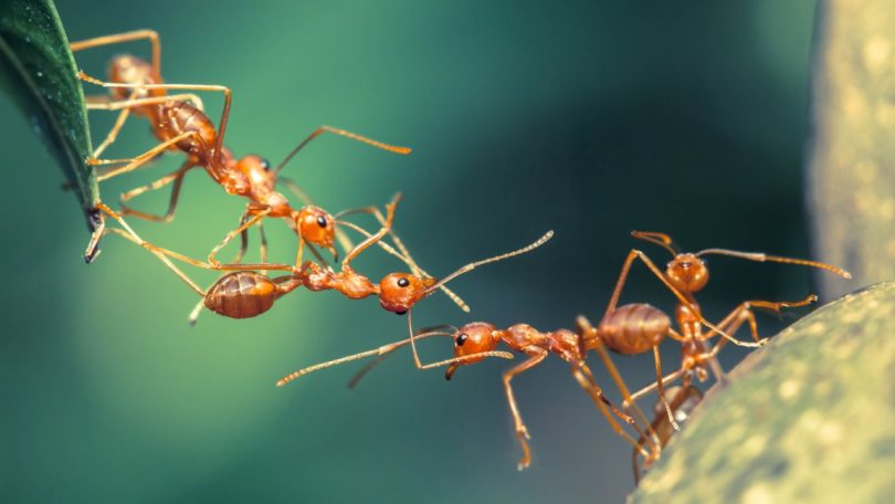 Estudo: Formigas podem ser melhores que pesticidas para colheitas mais saudáveis