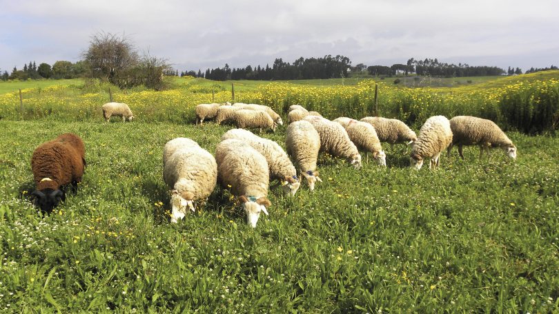 Alimentação em pastoreio e a produção de leite de ovelha