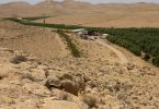 Israel testa produção vinícola no deserto