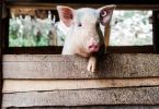 Governo chinês liberta reserva de carne de porco face ao aumento dos preços