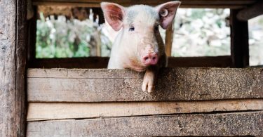Governo chinês liberta reserva de carne de porco face ao aumento dos preços
