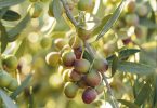 Os ritmos do ciclo reprodutivo em variedades de oliveira