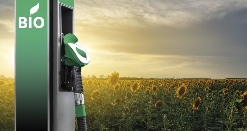 Biocombustíveis competem com alimentação?
