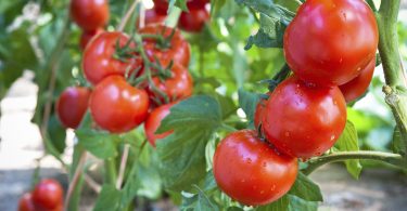 Consórcio de bactérias pode promover crescimento do tomateiro