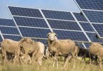 Governo apoia instalação de painéis fotovoltaicos na agricultura com 46 milhões de euros