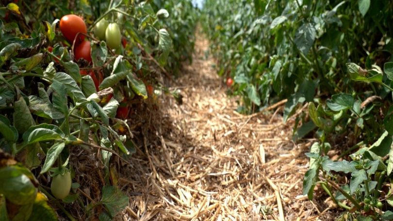 Aplicação de agricultura de conservação ao tomate com resultados preliminares positivos