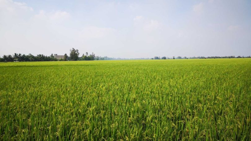 Água salinizada? Pode-se modificar geneticamente arroz para tolerar condições