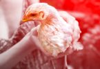 2022 é o ano com a maior epidemia de gripe aviária na Europa