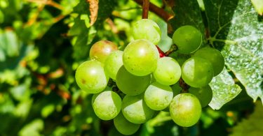 PORVID vai debater variabilidade genética e a sustentabilidade do setor vitivinícola