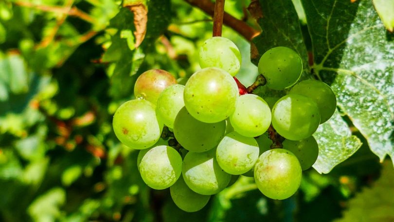 PORVID vai debater variabilidade genética e a sustentabilidade do setor vitivinícola