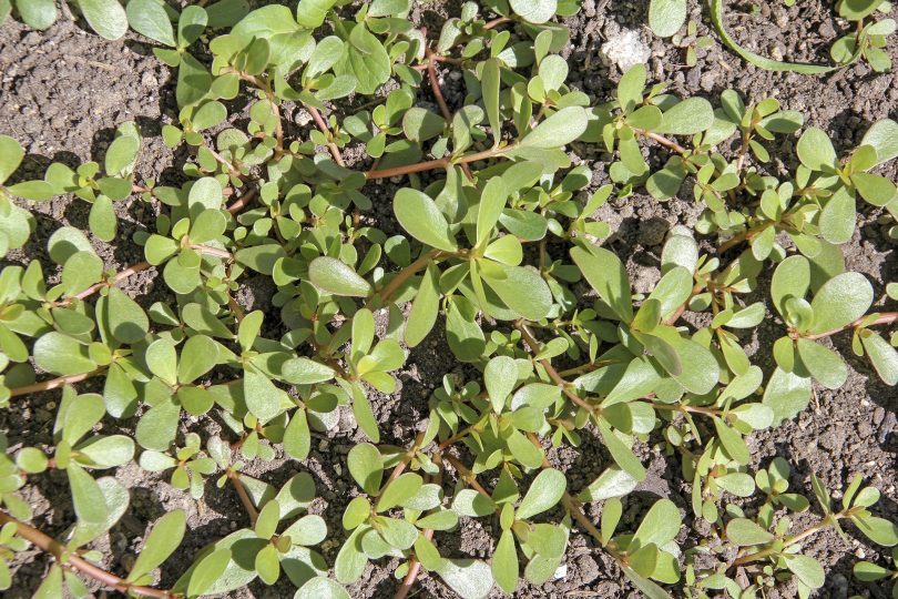 Beldroega pode ser a “chave” para produzir plantas tolerantes à seca