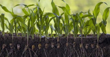 Investigação estimula crescimento de raízes da planta do trigo