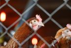 EFSA recomenda fim de gaiolas para aves poedeiras